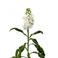 Double Stock - White